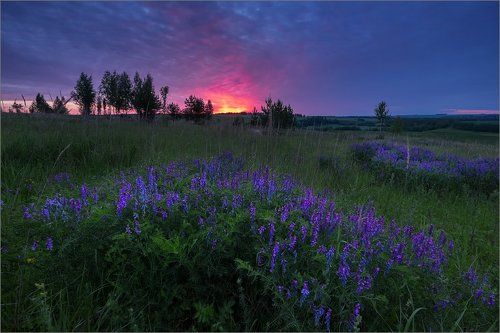 Violet Morning