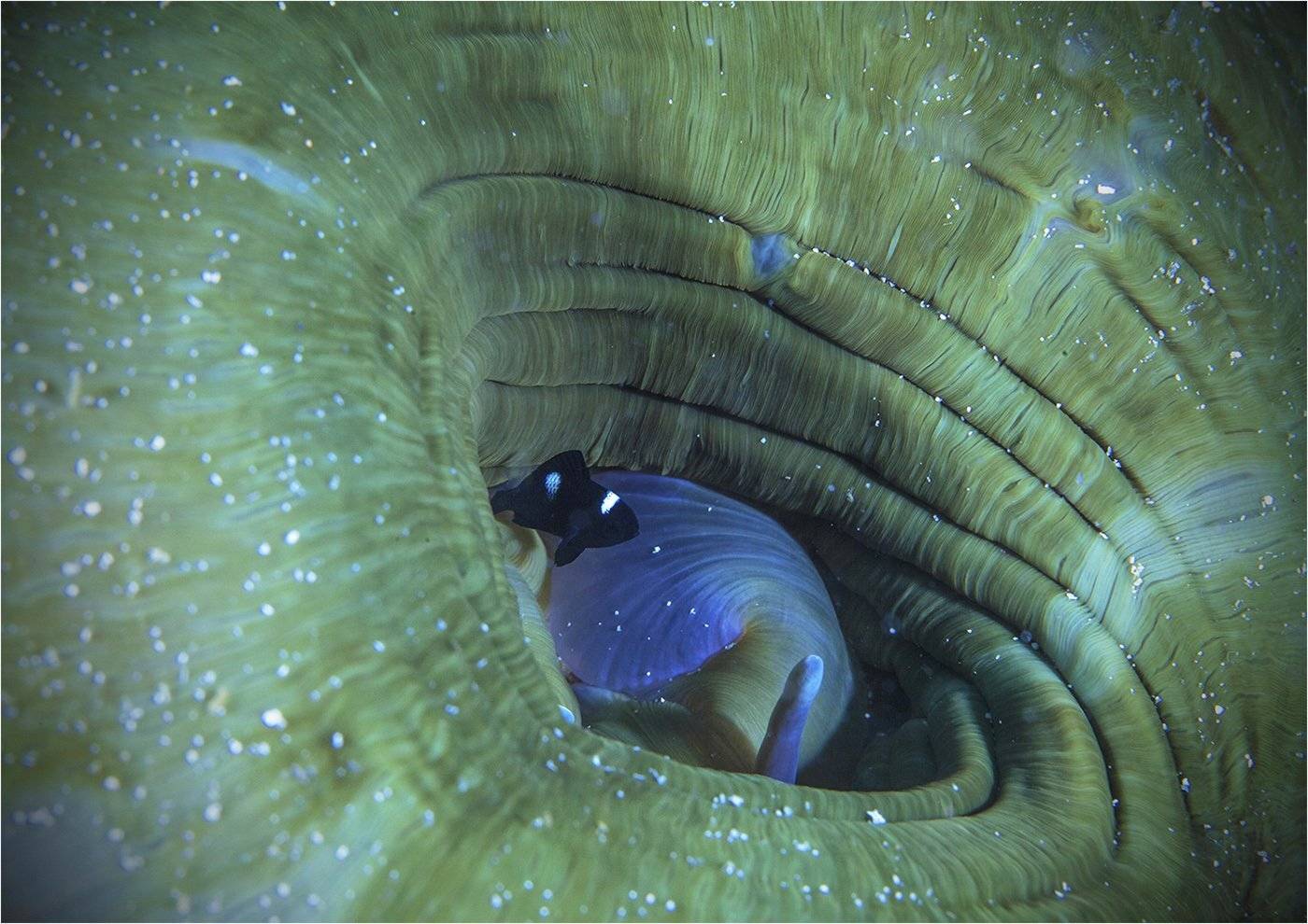 , Сергей Гаспарян