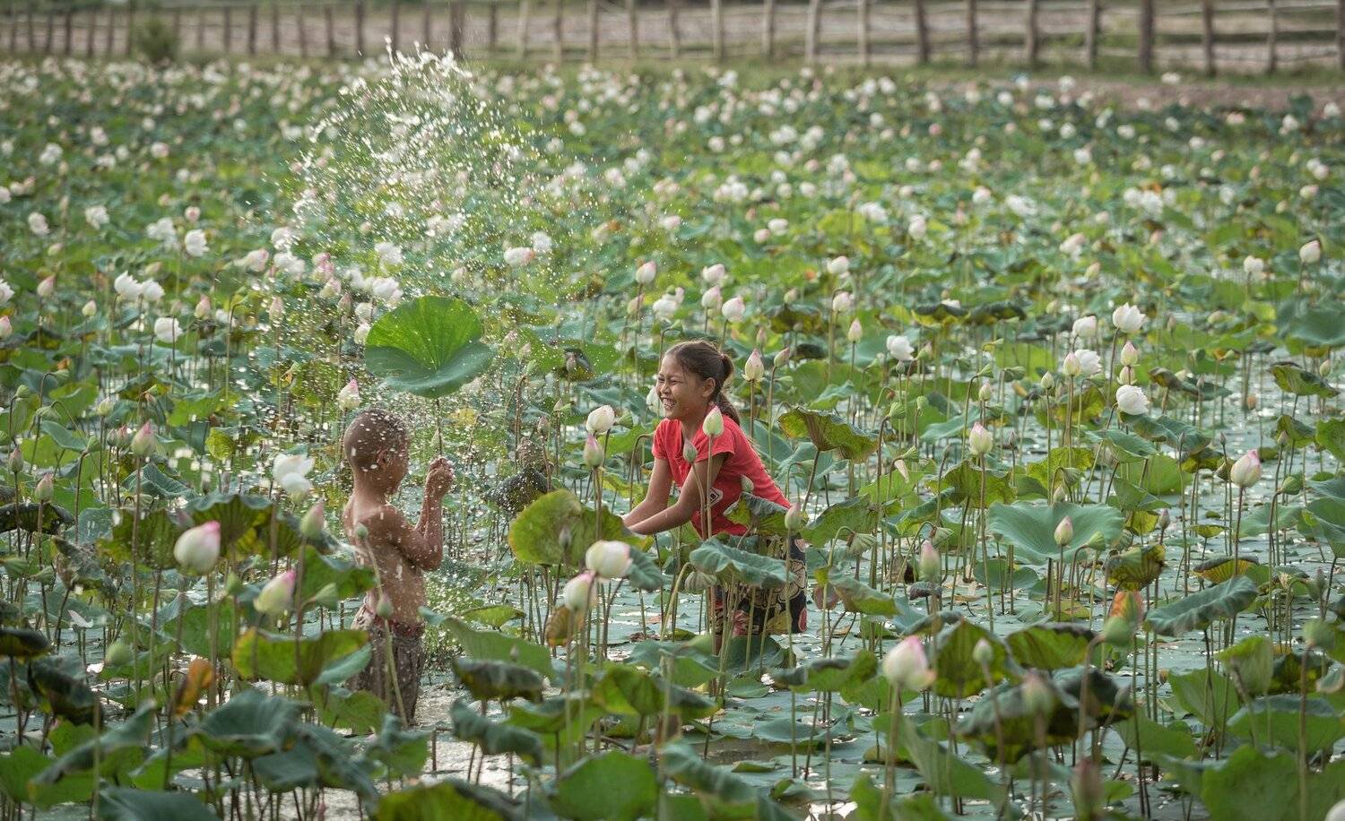lotus flower; lotus; flower; pond; girl; boy; happy; time; playing; people; thai; thailand; kids; young; asia; , SUTIPORN SOMNAM