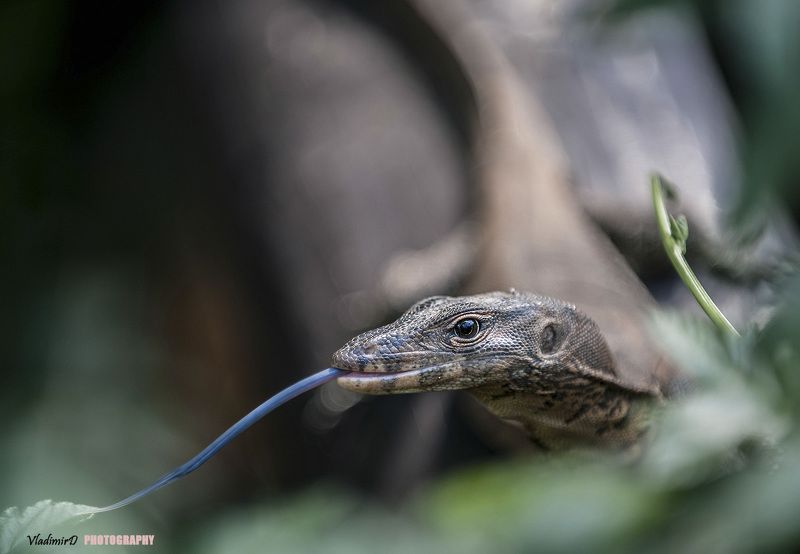 Dragon Eye фото превью