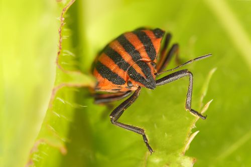 Щитник линейчатый, или графозома полосатая (лат. Graphosoma lineatum)