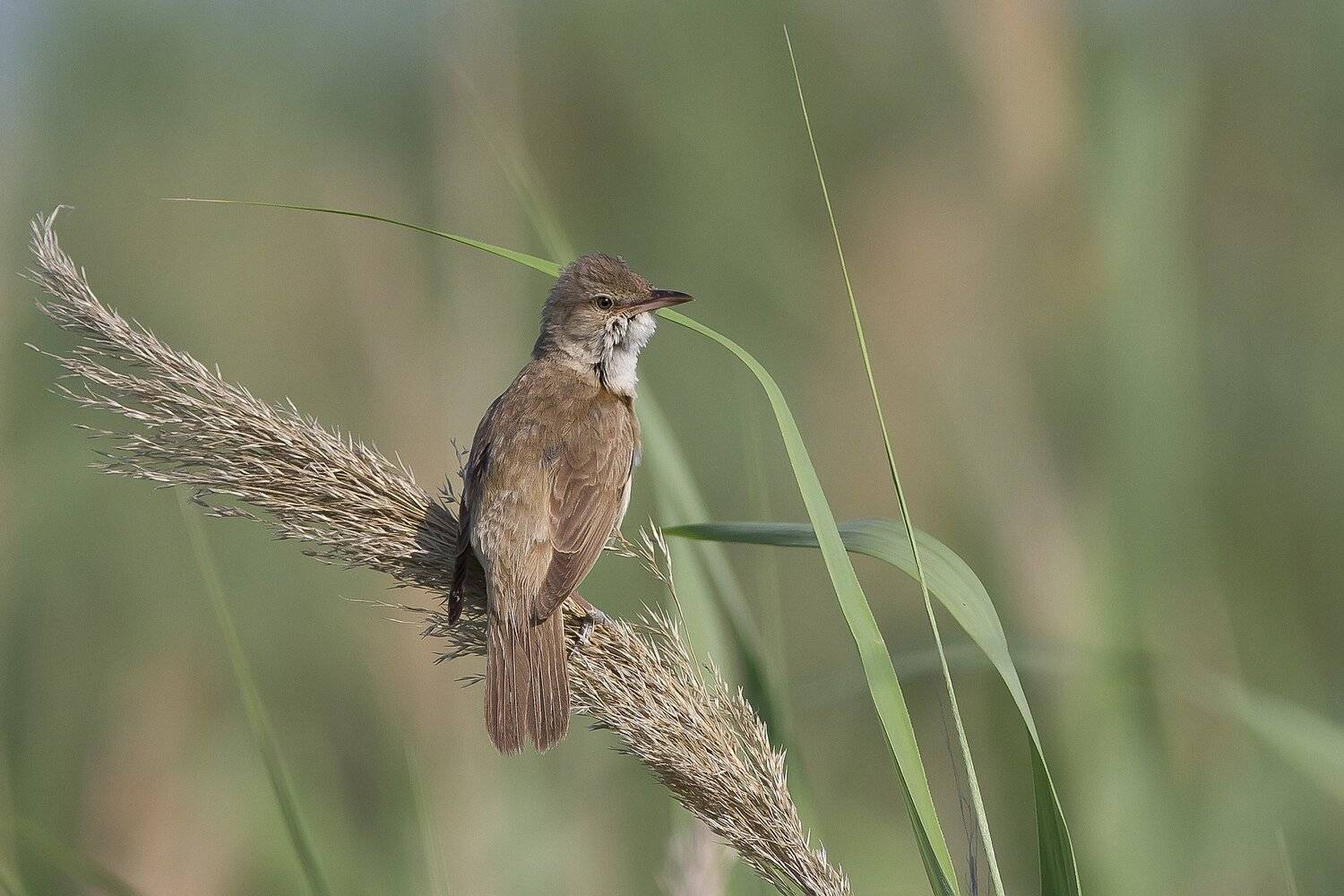 Дроздовидная, камышевка, камышовка, Тесленко Игорь