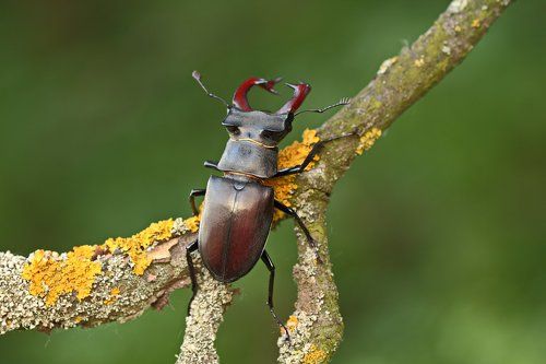 Оленья пора