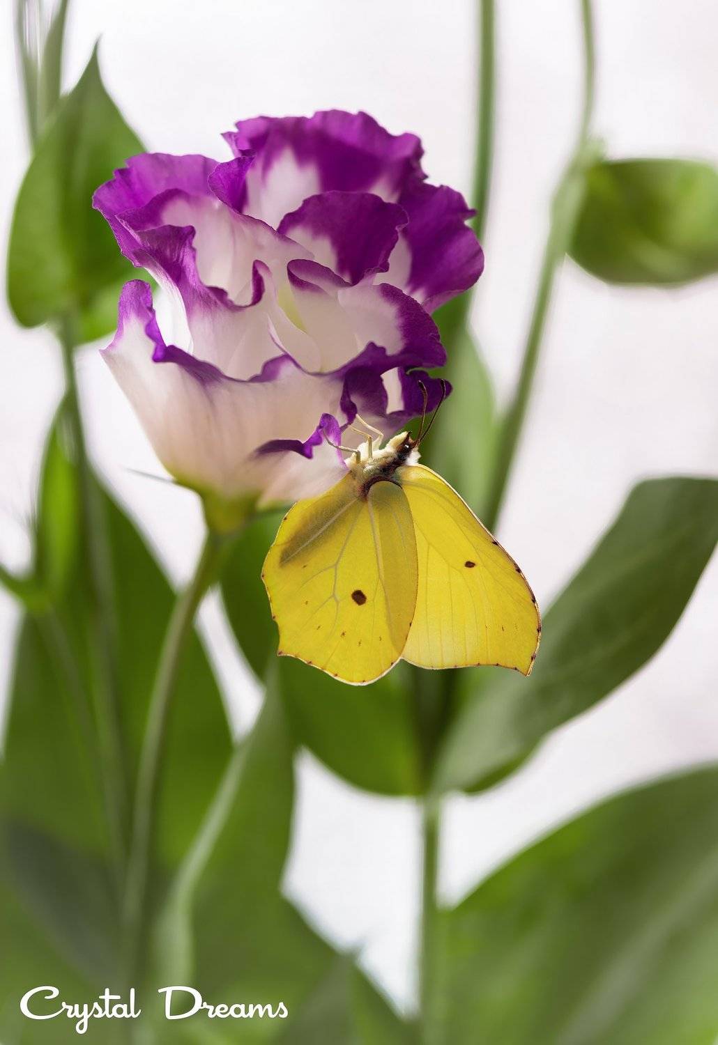 Art, Butterfly, Color, Crystal Dreams, Flower, Macro, Татьяна Крылова