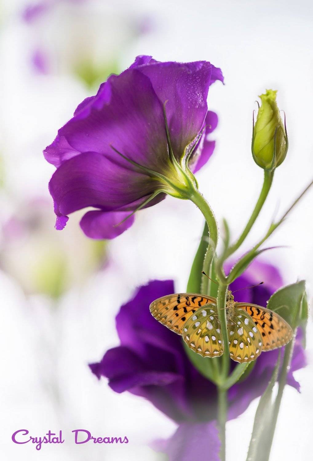 Art, Beauty, Butterfly, Color, Crystal Dreams, Macro, Magic, Nature, Татьяна Крылова