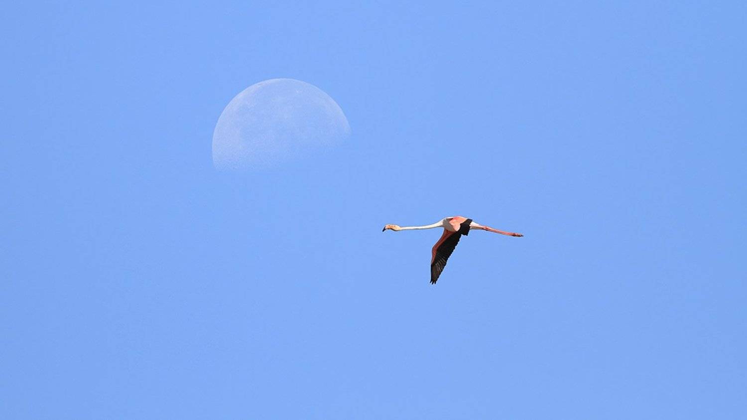 animals,birds,flamingo,7d,400mm,животные,птицы,фламинго, Yuri Gomelsky