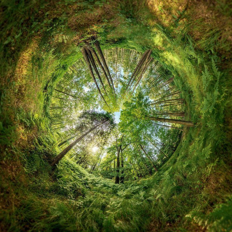 forest, magic, green, 360x180 In my magic forest фото превью