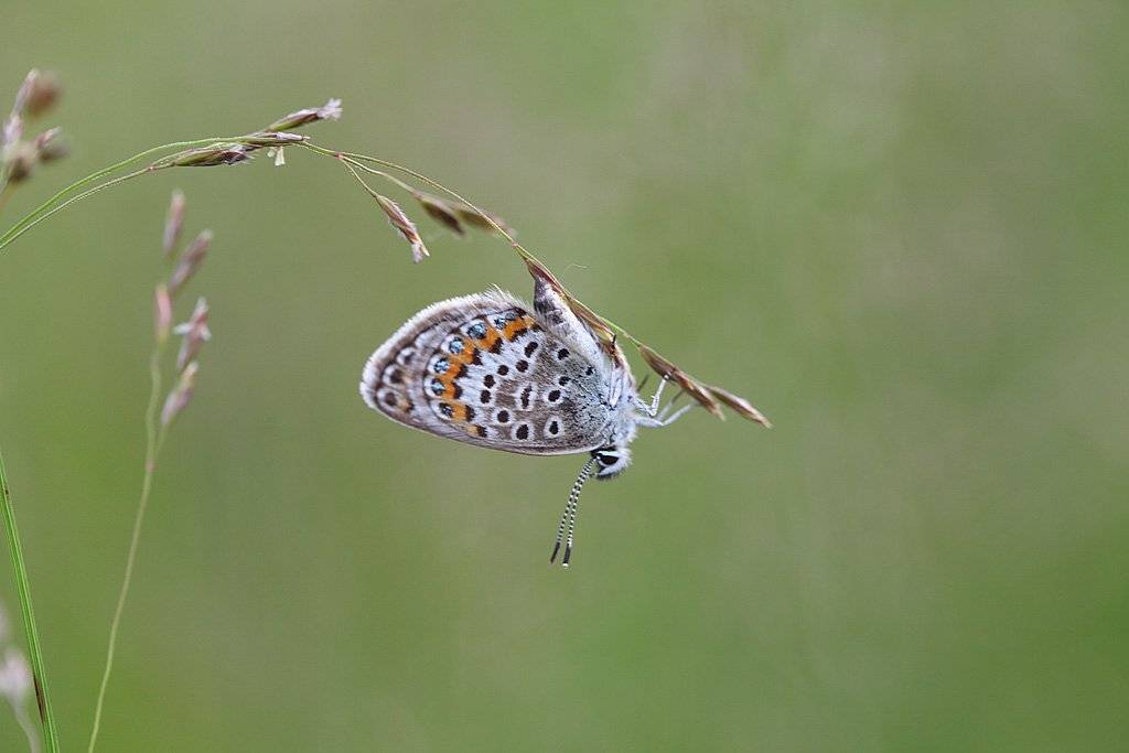 , Сергей Таланов