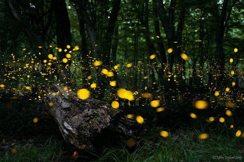 Fireflies