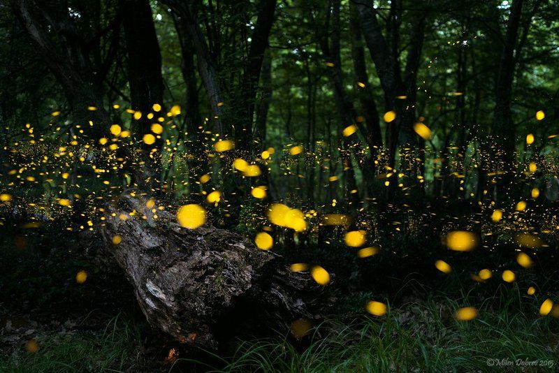 Firely, forest, night, light, nature Fireflies фото превью