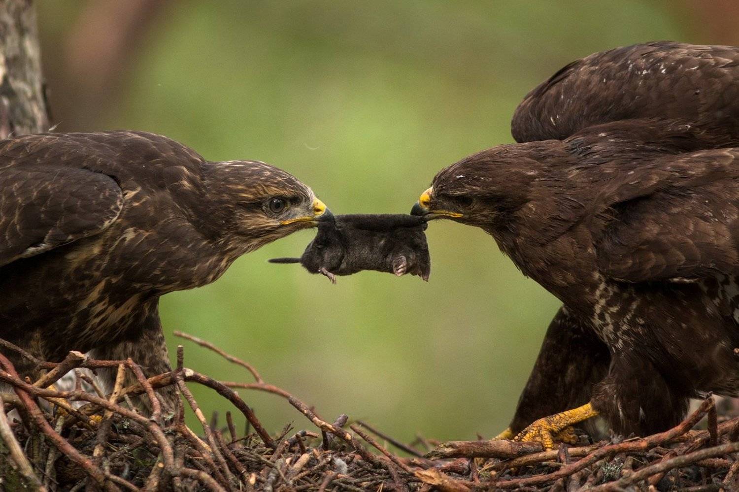 , Вилюнов Дмитрий