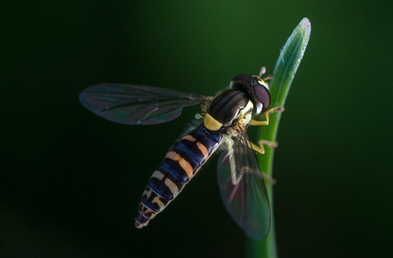 Гусеница, Долгоносик, Животные, Крестовик, Кузнечик, Макро, Макромир, Муха, Насекомые, Паук, Природа, Сибирь Макромир Сибири фото превью