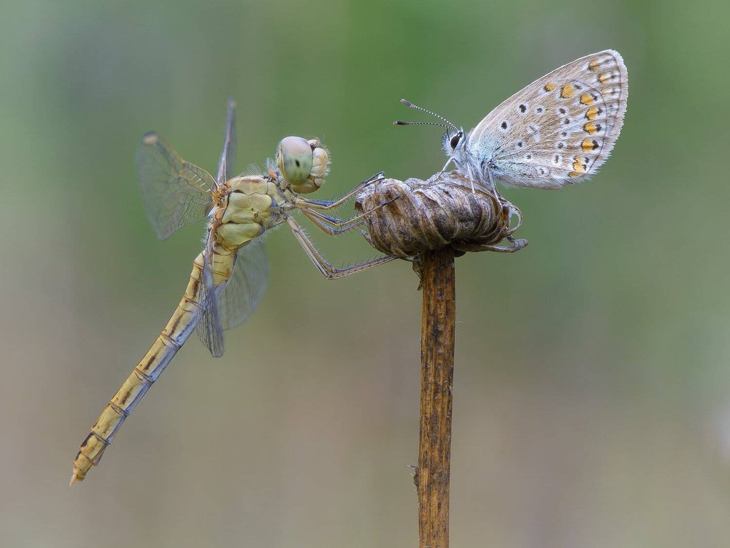 , Кузнецов Дмитрий