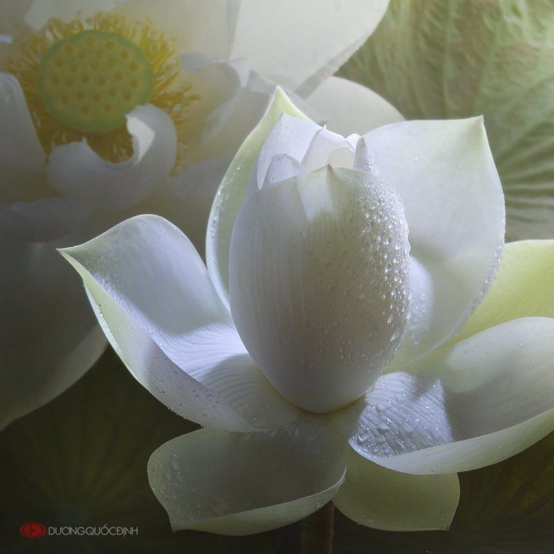 Lotus фото превью