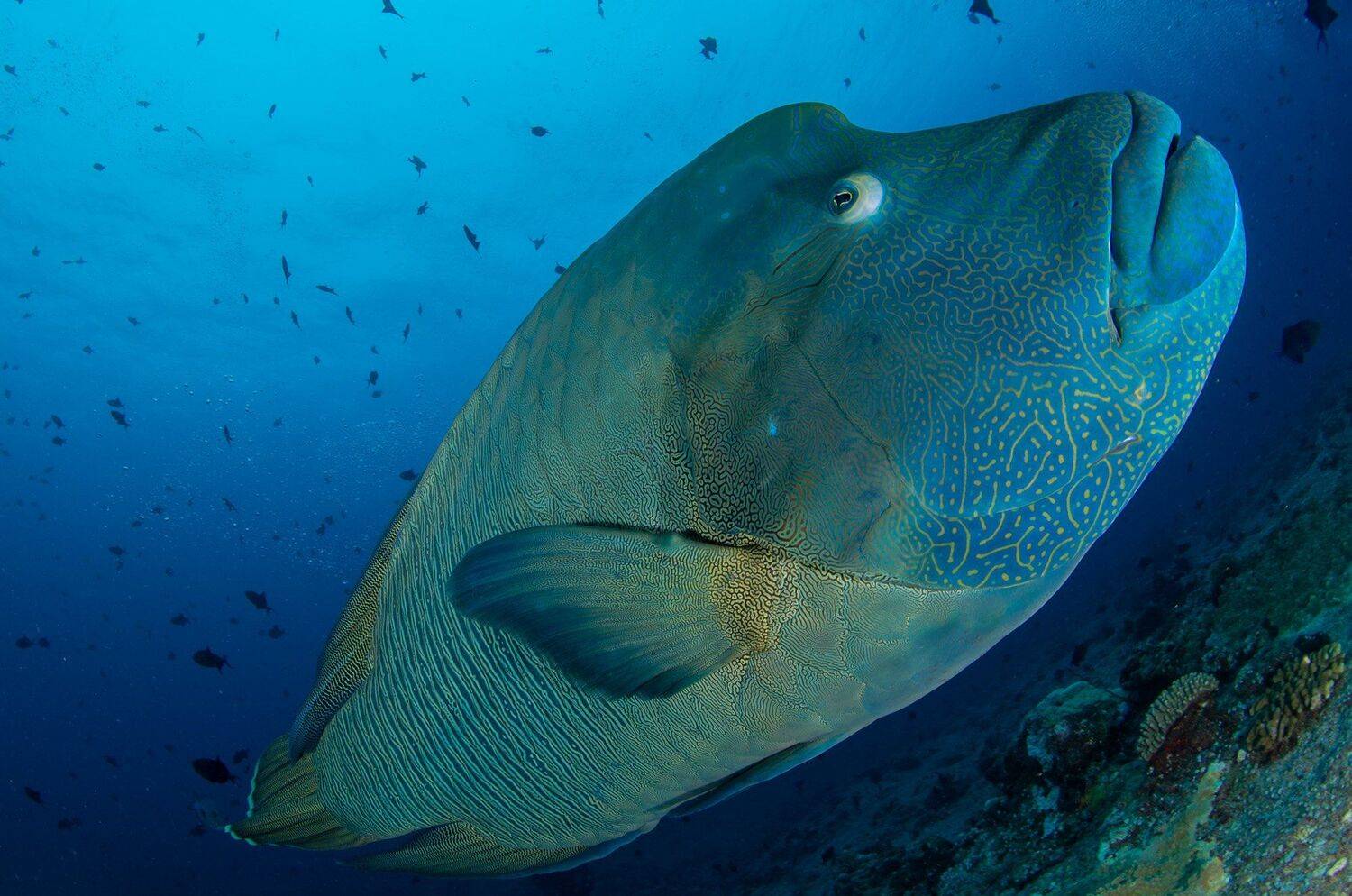 природа, под водой, животные, море, океан, рыбы, подводный мир, Дмитрий Старостенков