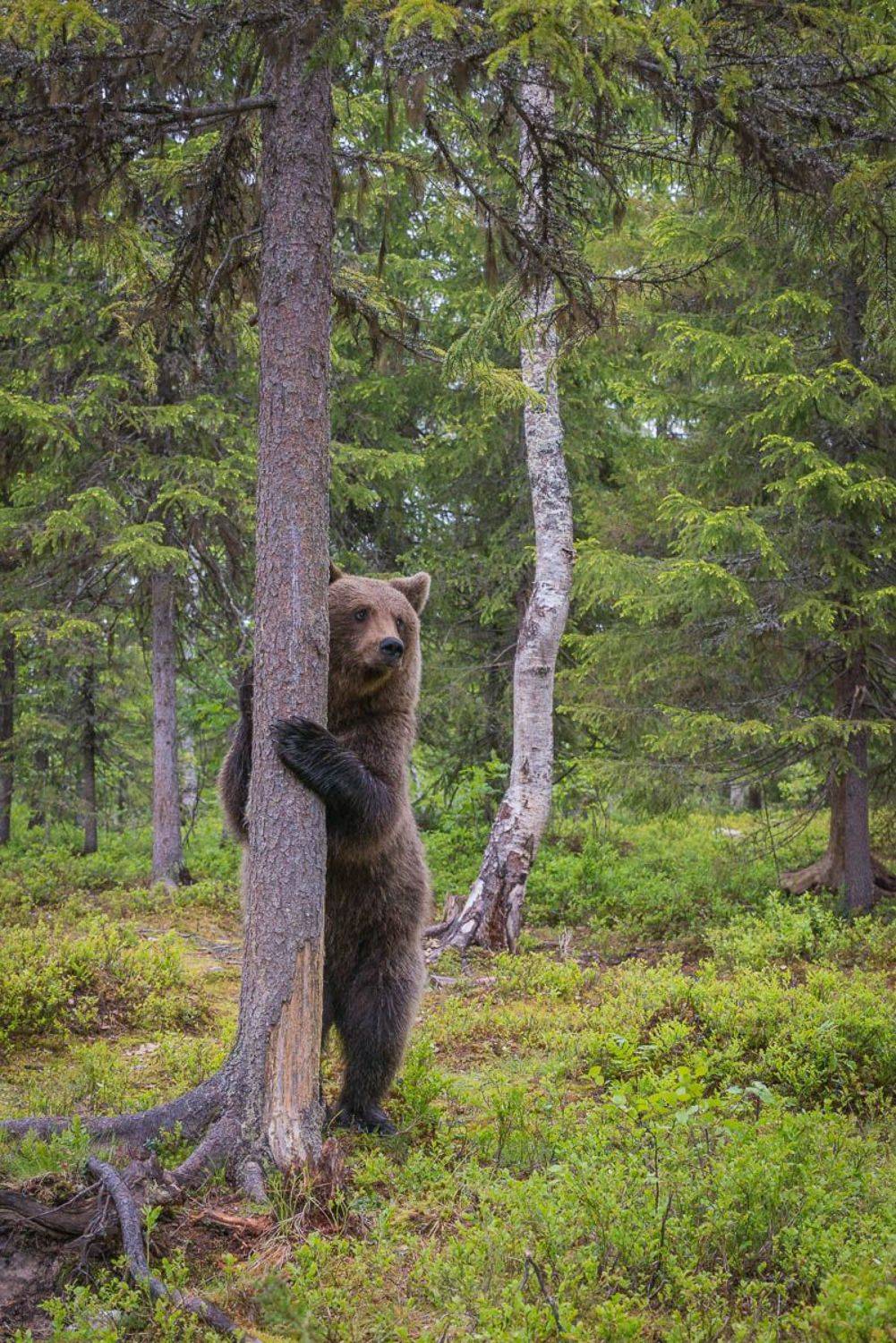 бурые мишки, дикая природа, животные, медведи, Карелия, Анна Яценко