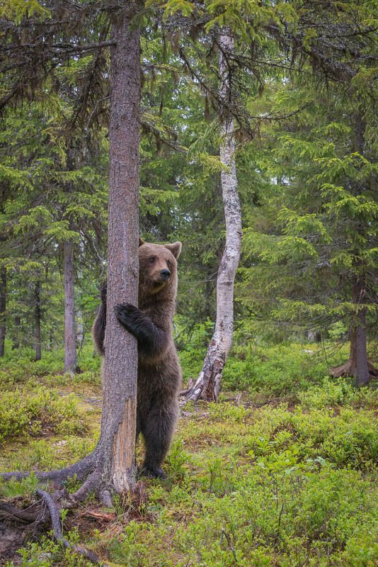 бурые мишки, дикая природа, животные, медведи, Карелия устал, подержусь.... фото превью