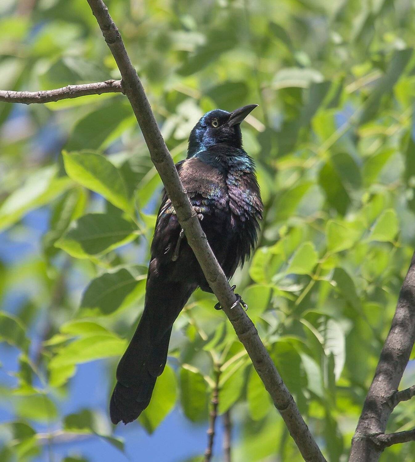 Животные, Природа, Птицы, Антонина