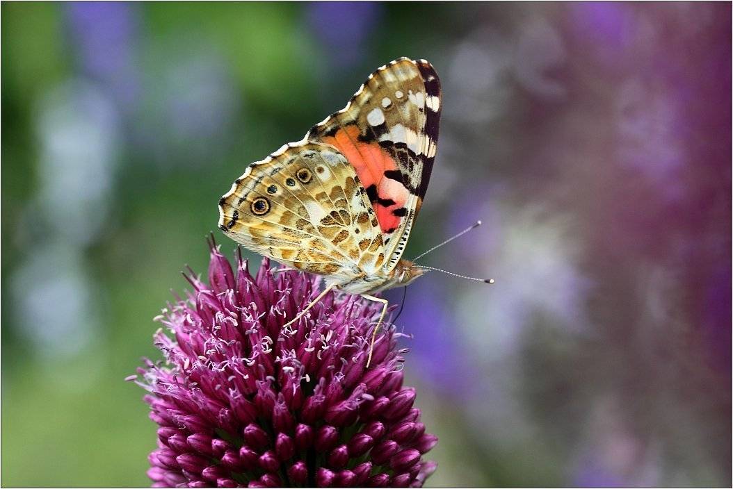 , Сергей Фудиненко