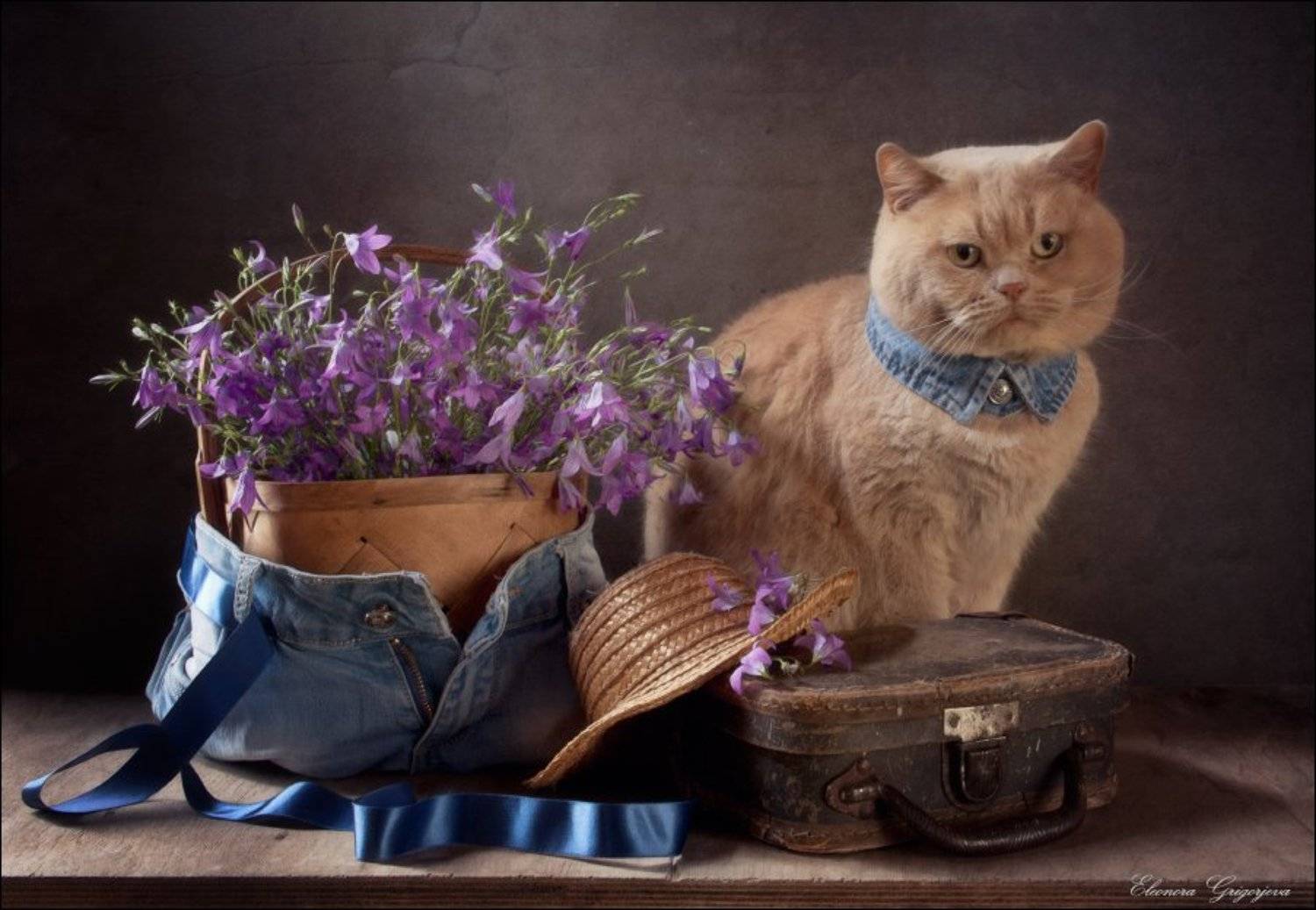 Британский, Джинсы, Колокольчики, Кот, Натюркотики, Eleonora Grigorjeva