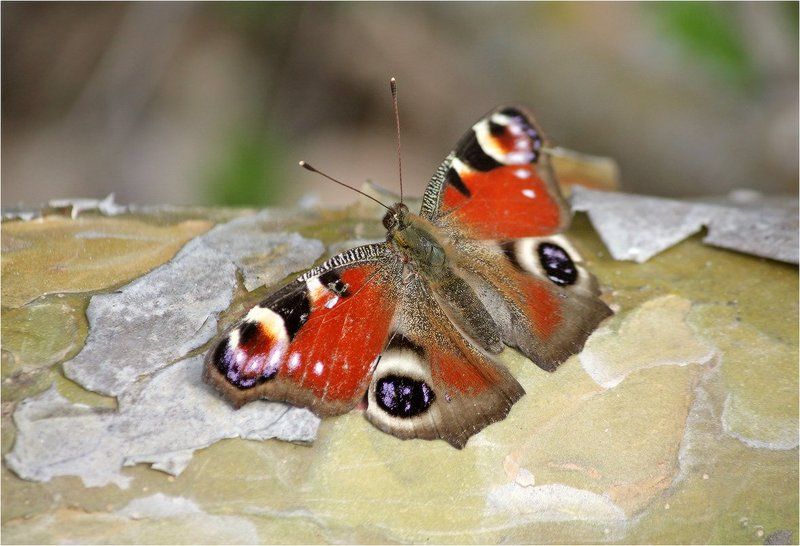 Inachis io фото превью