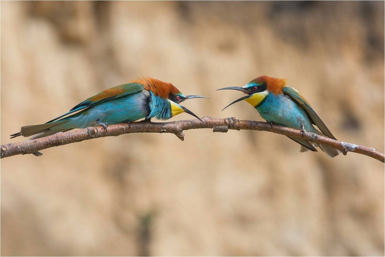 , Руслан Сигушин