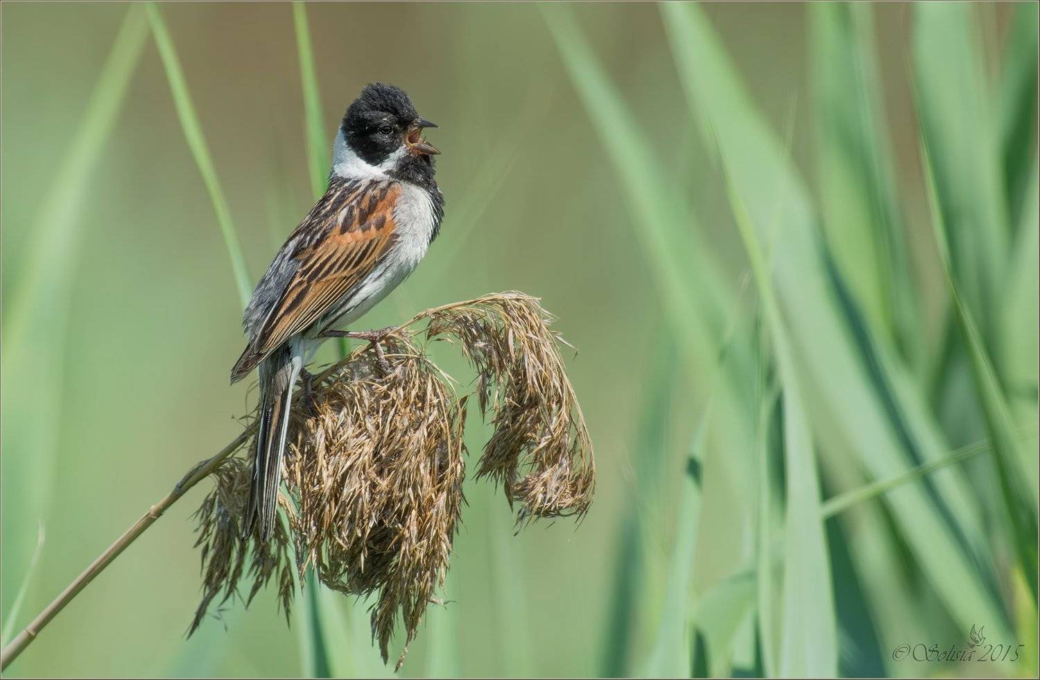 птицы, природа, овсянка, овсянка камышовая,  Emberiza schoeniclus, самец, лето, июнь, 2015, подмосковье, лотошинский р-он, Солисия