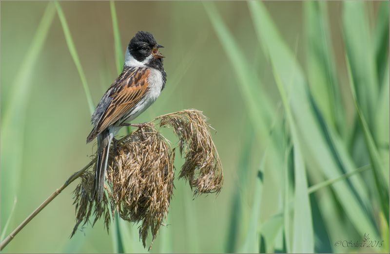 птицы, природа, овсянка, овсянка камышовая,  Emberiza schoeniclus, самец, лето, июнь, 2015, подмосковье, лотошинский р-он Солист фото превью