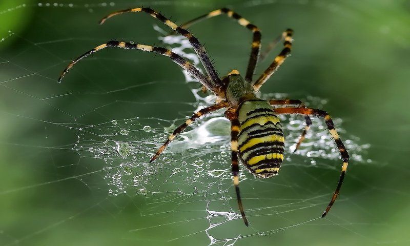 На охоте фото превью