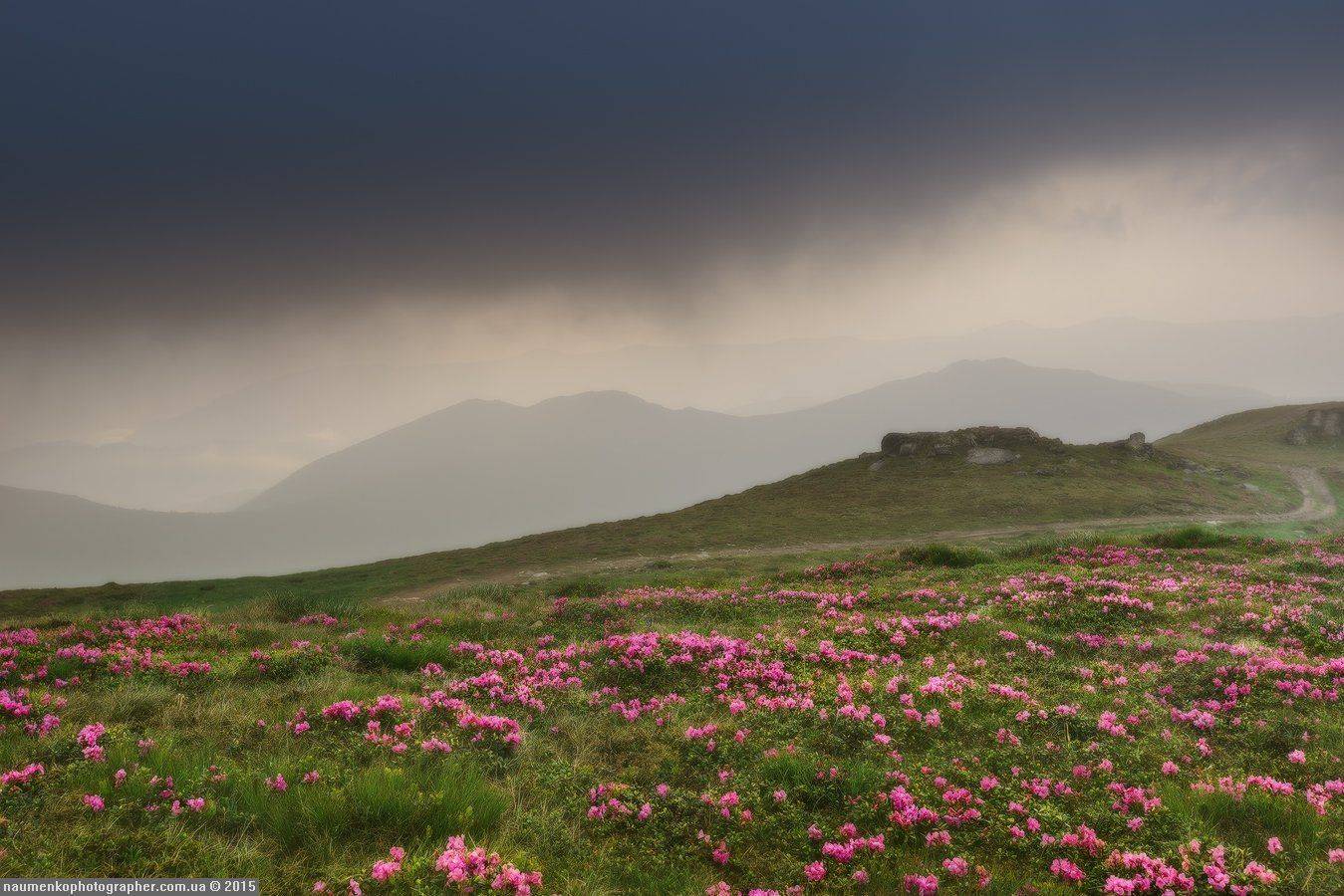 A7r, Sony, Карпаты, Лето, Поляна, Поп иван, Рододендроны, Александр Науменко