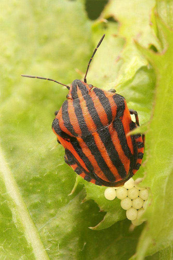 Graphosoma lineatum, Графозома полосатая, Итальянский клоп, Клоп щитник, Роман Рысь
