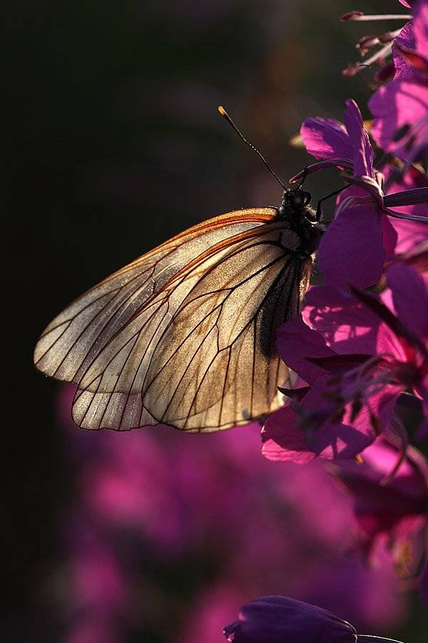 , Сергей Таланов