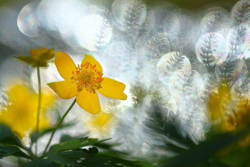ветреница, первоцветы, цветы, цветок, желтый, весна, природа, дикая природа, флора, блики, макро, макрообъектив, россия Ветреница лютичная фото превью