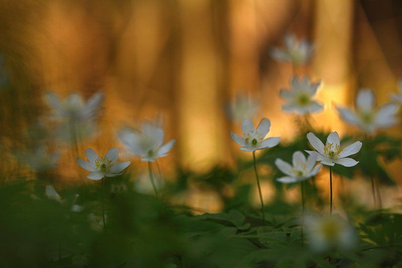 Ветреница дубравная фото превью