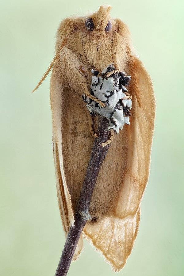 , Сергей Таланов