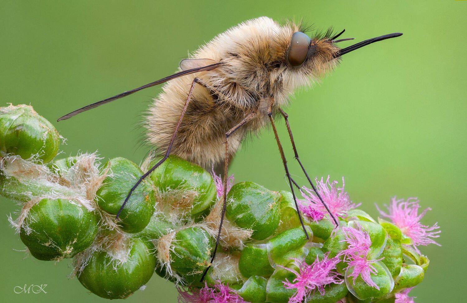 Bombylius cruciatus, Miron Karlinsky