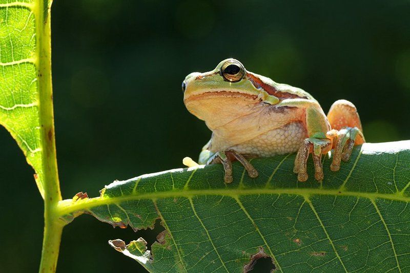 tree frog фото превью
