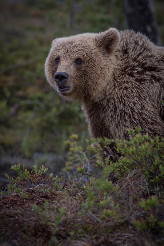 бурые медведи, природа, дикая природа, животные, Карелия, лес пристальный взгляд фото превью