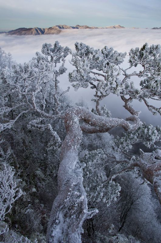 Зимний бонсай фото превью