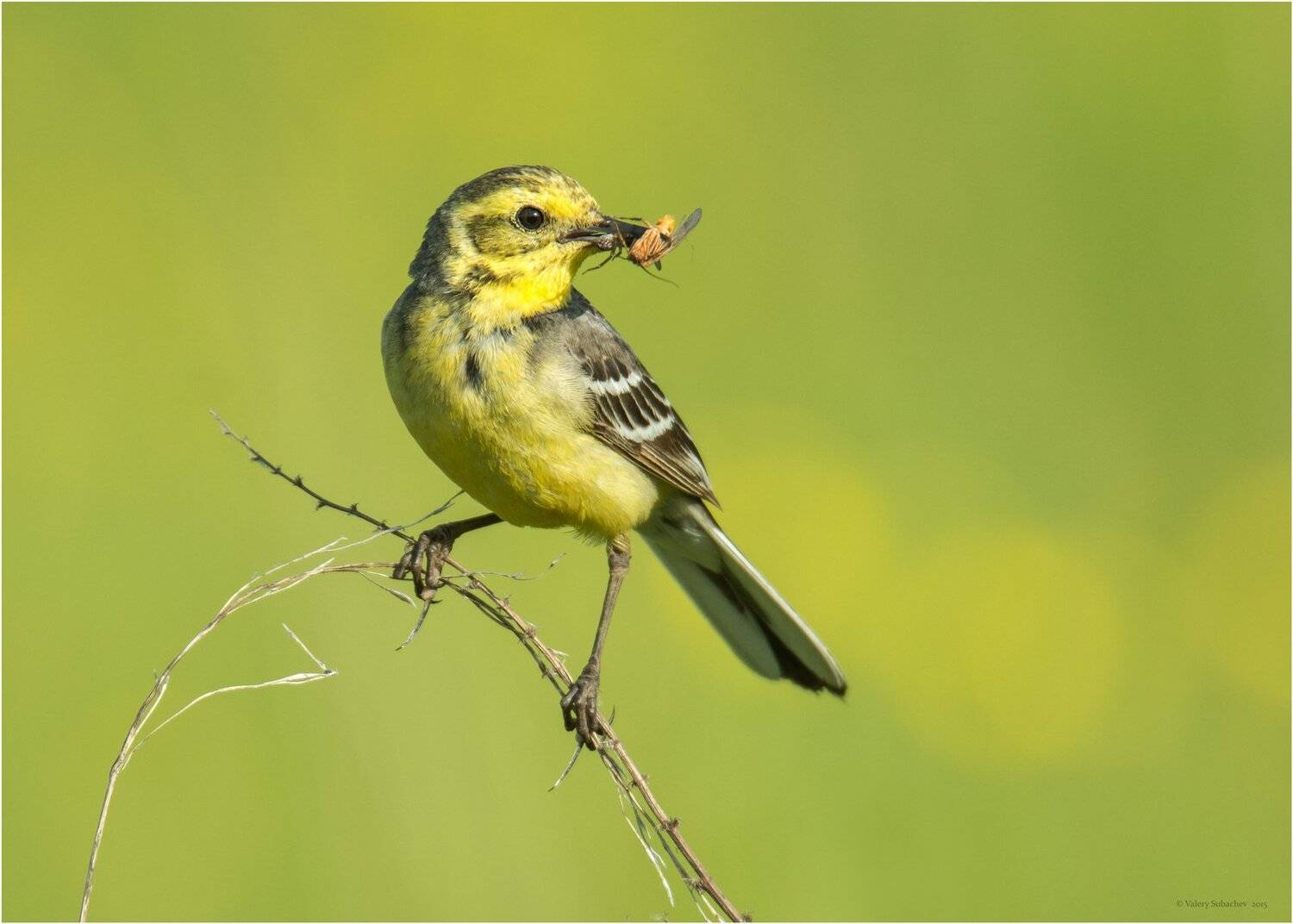 , Валерий Субачев