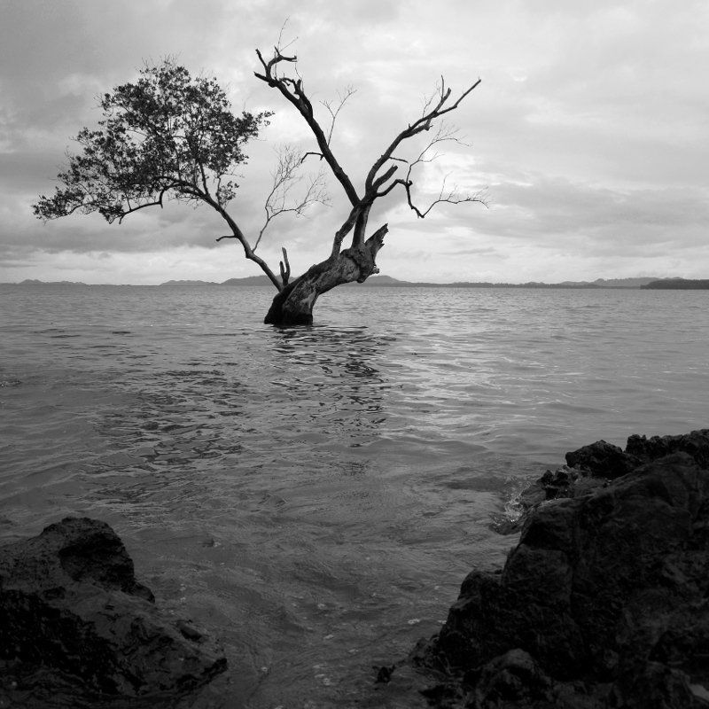 ЧБ, Дерево, Море, Пейзаж, Камни, Азия *** фото превью