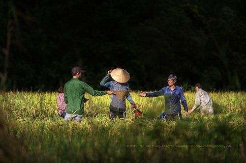 harvest rice