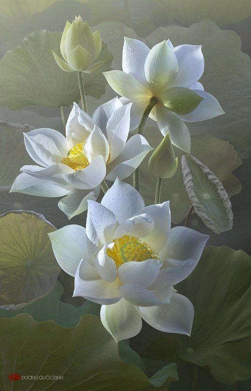 Lotus фото превью