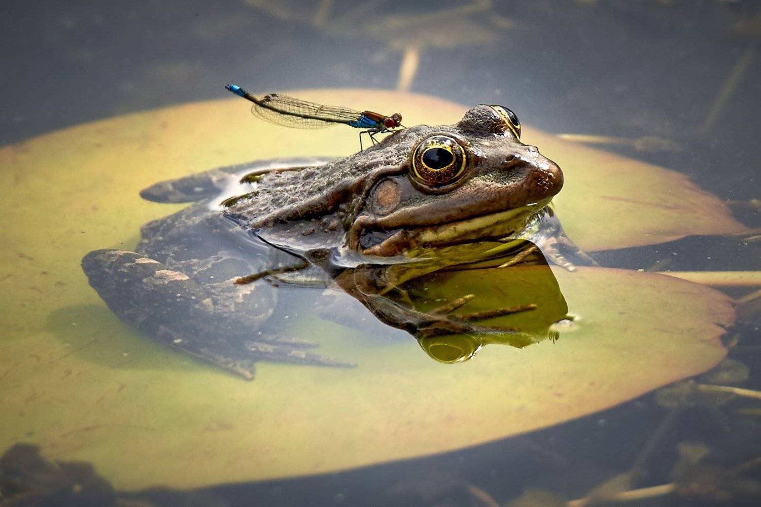 , Вадим Ходаковский