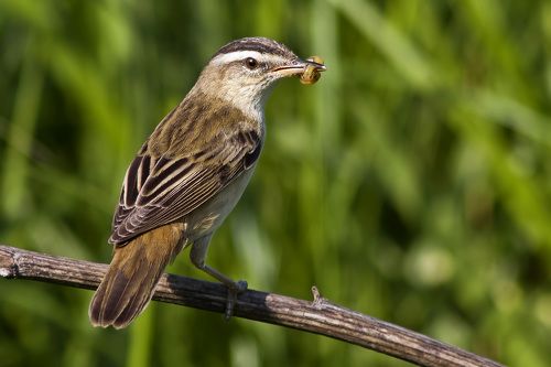 Sedge warbler.