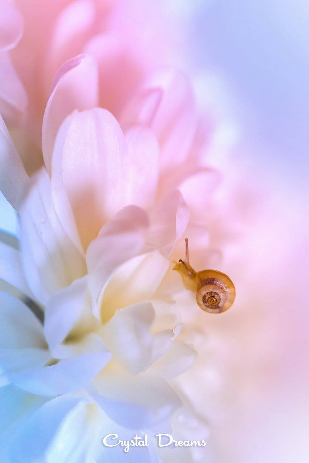 Art, Color, Crystal Dreams, Flowers, Macro, Nature, Snail, Soft, Татьяна Крылова