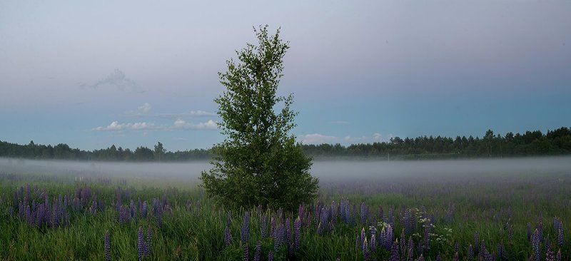 Летнее солнцестояние фото превью