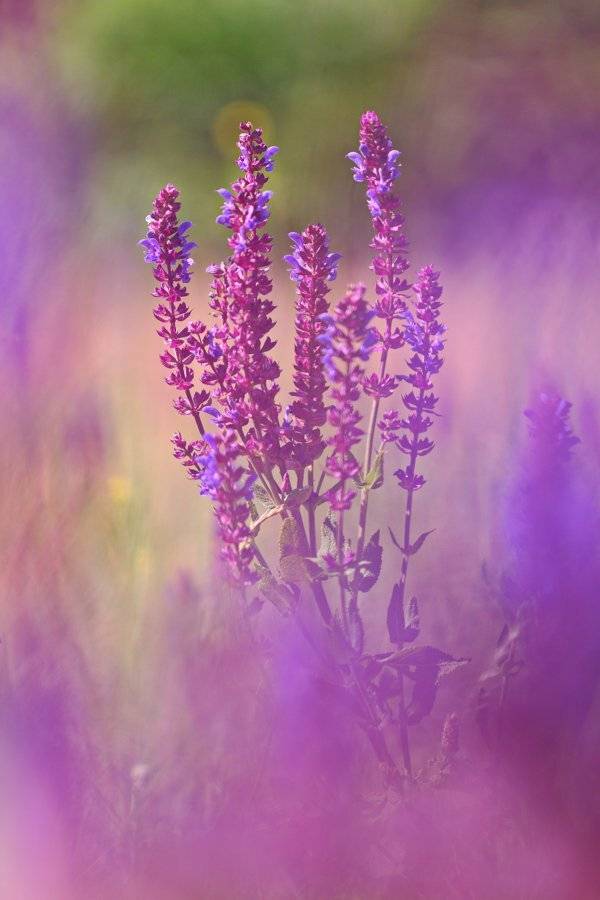 nemorosa, praemontana, salvia, tesquicola, остепнённый, самарский лес, степной, сухостепной, шалфей, Sergii Markov
