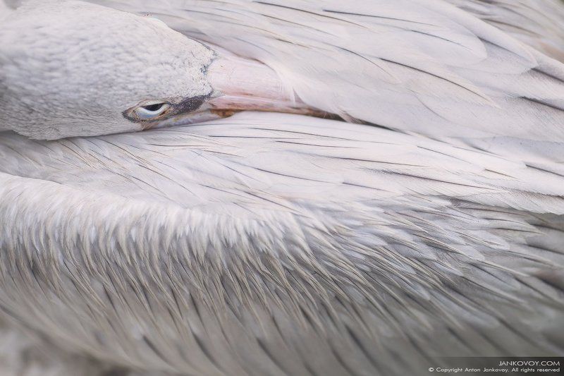 PELICAN фото превью