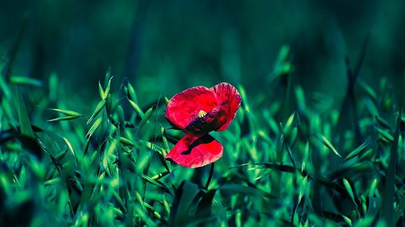 Flanders virgins фото превью